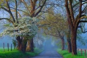 roads, Trees, Fog, Nature