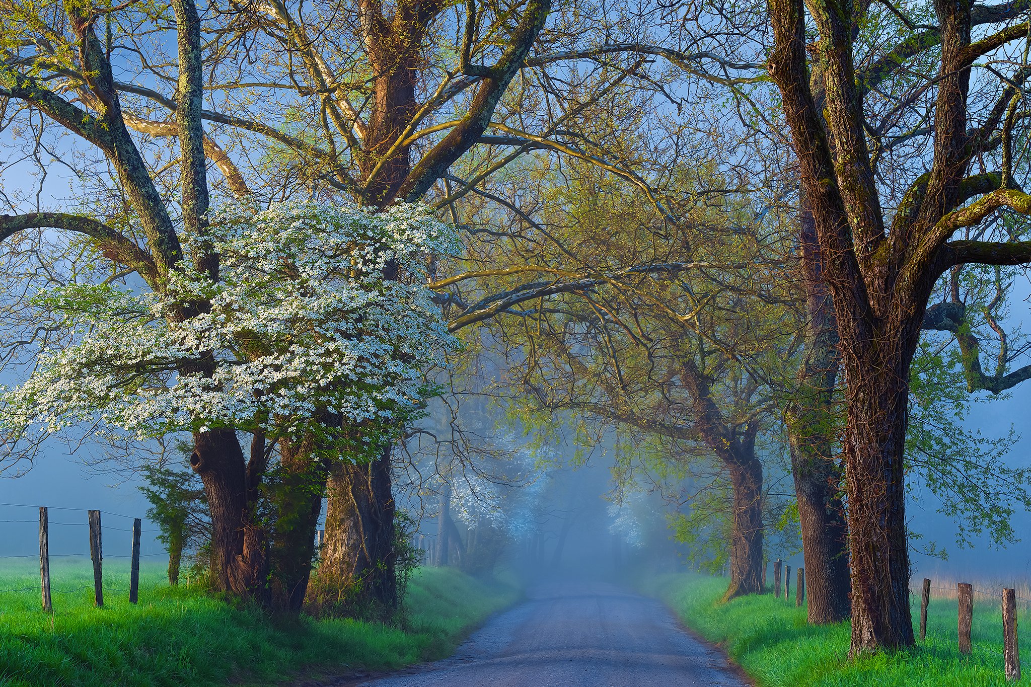 roads, Trees, Fog, Nature Wallpaper