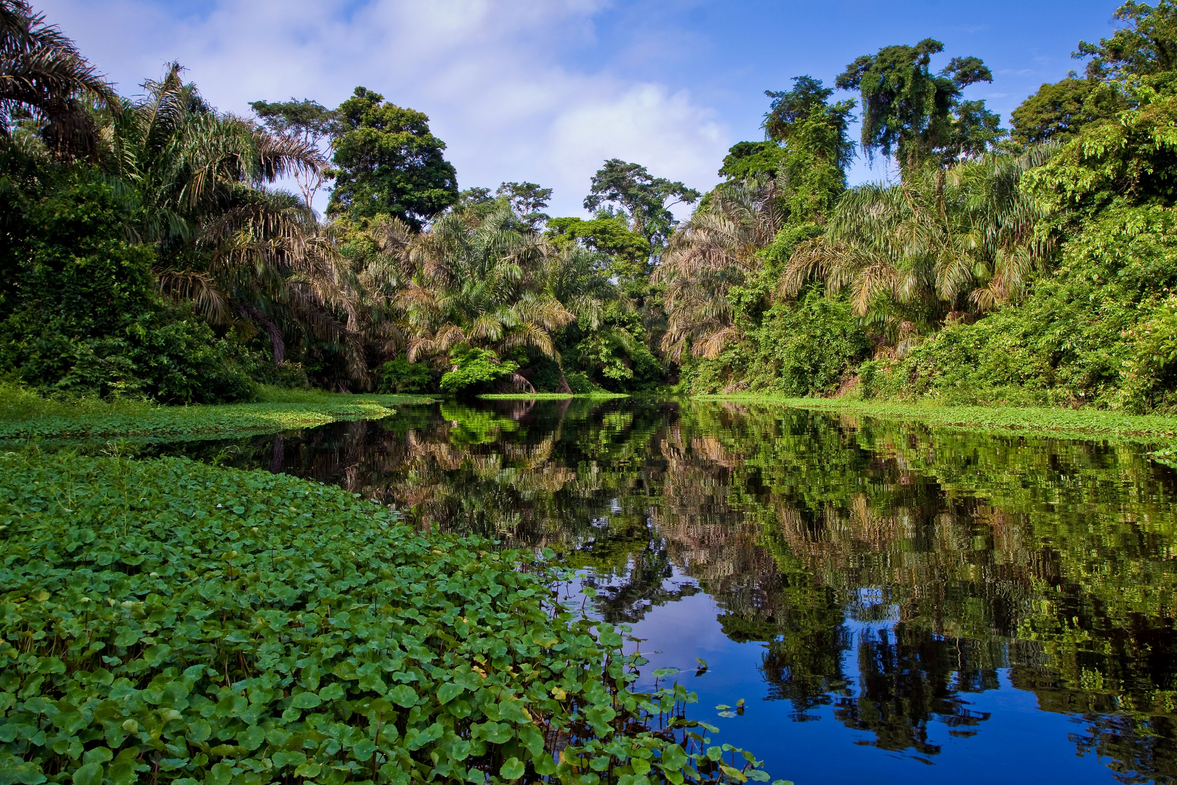 tropics, Lake, Jungle, Nature Wallpaper