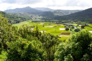 scenery, Mountains, Fields, Hawaii, Trees, Hanalei, Kauai, Nature