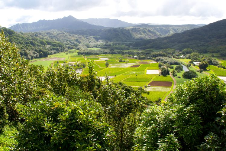 scenery, Mountains, Fields, Hawaii, Trees, Hanalei, Kauai, Nature HD Wallpaper Desktop Background