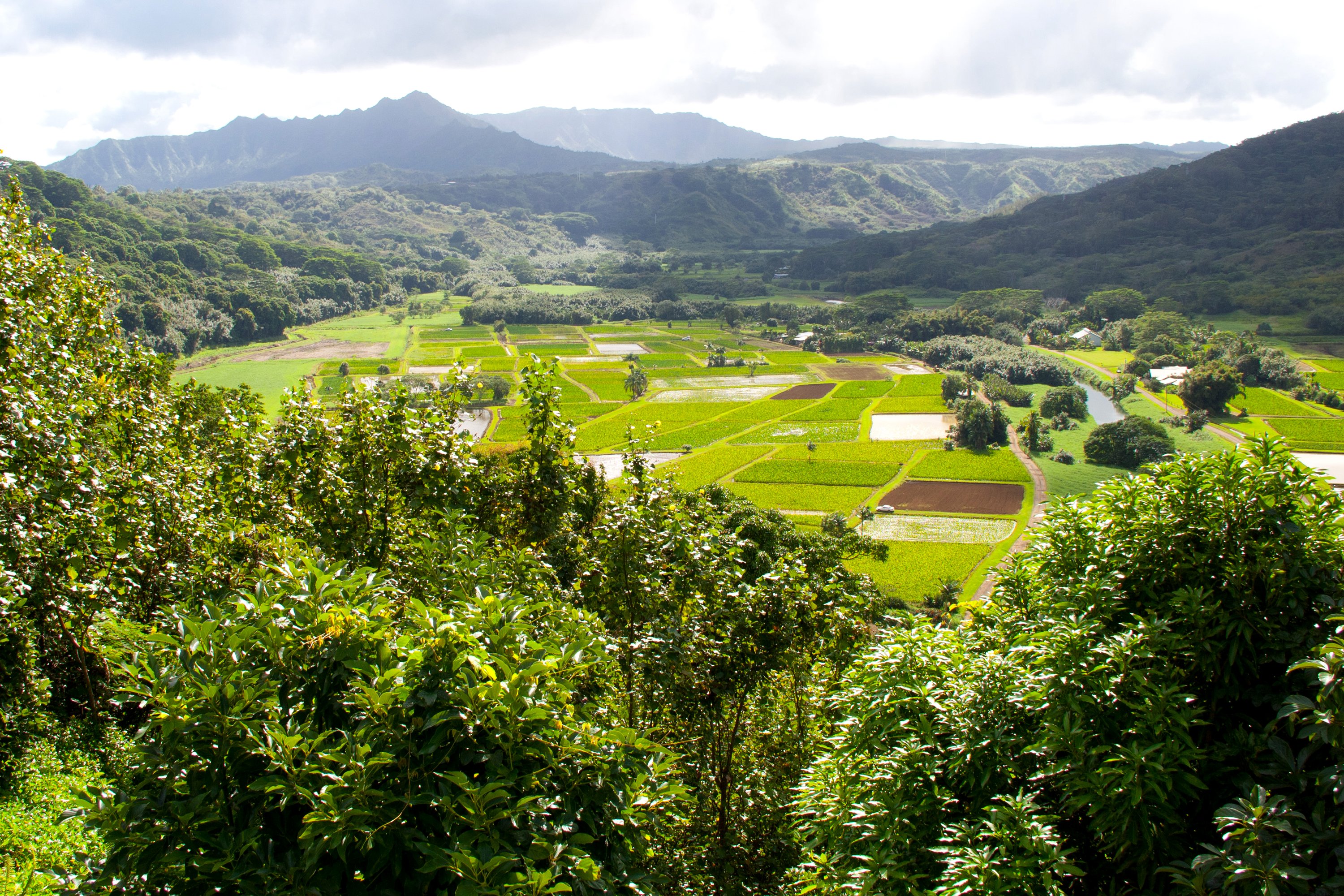 scenery, Mountains, Fields, Hawaii, Trees, Hanalei, Kauai, Nature Wallpaper