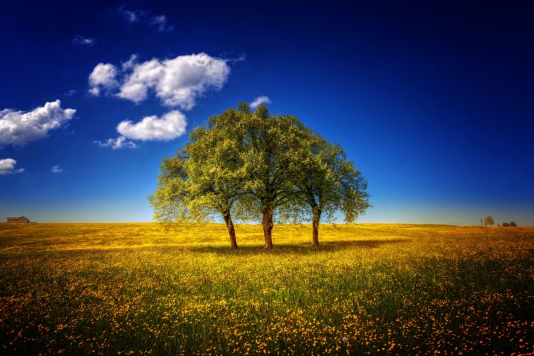 fields, Sky, Trees, Clouds, Nature HD Wallpaper Desktop Background