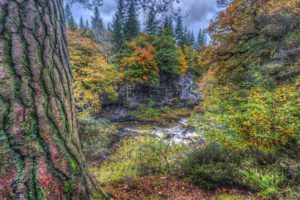 scotland, Rivers, Hdr, Trunk, Tree, Trees, Clyde, Valley, Woodlands, Nature