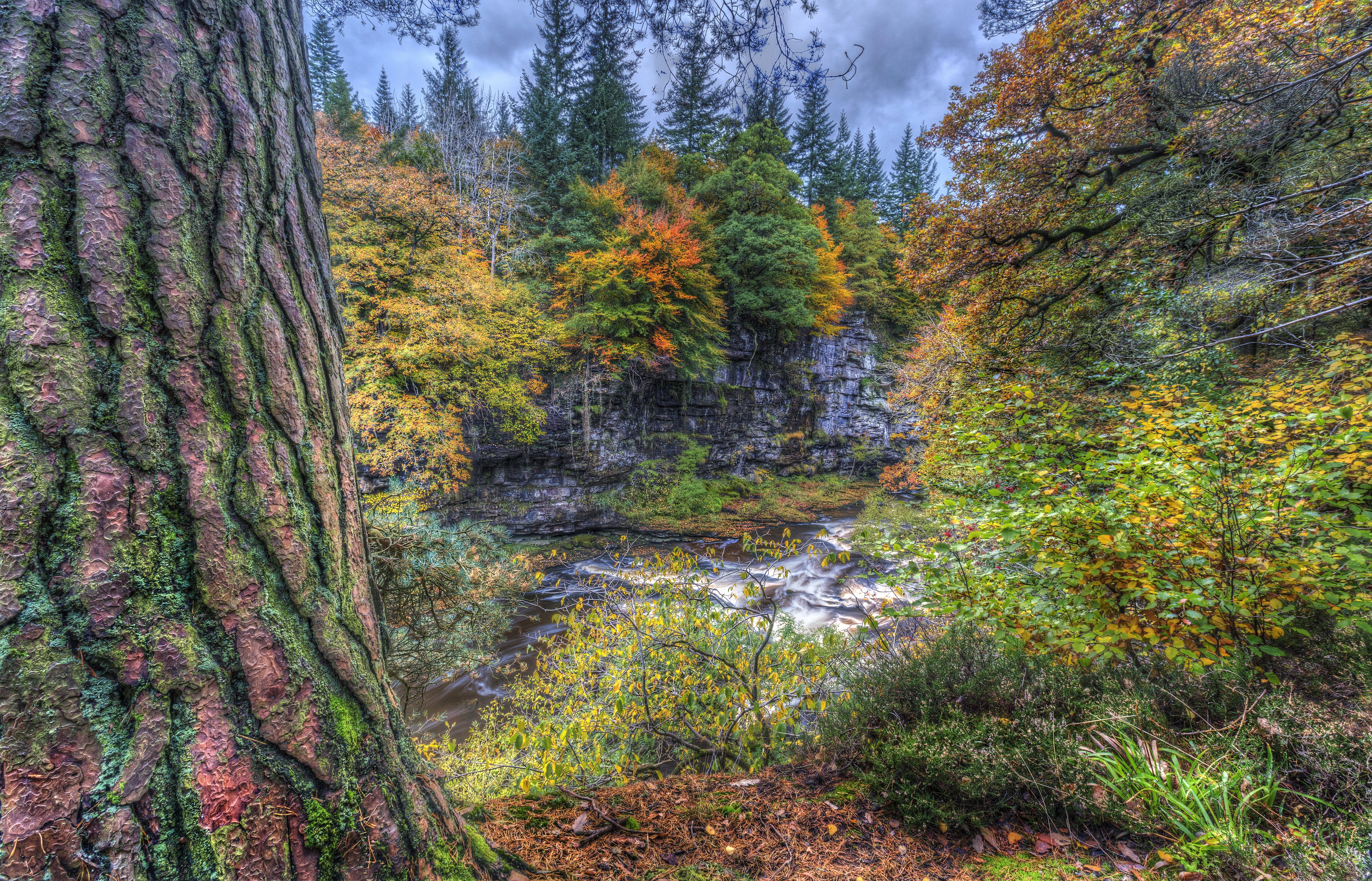 scotland, Rivers, Hdr, Trunk, Tree, Trees, Clyde, Valley, Woodlands, Nature Wallpaper