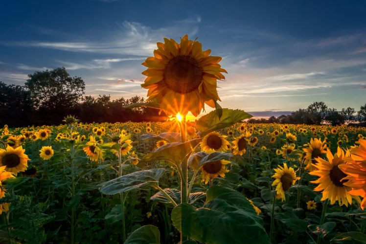sunrises, And, Sunsets, Sunflowers, Fields, Sky, Nature HD Wallpaper Desktop Background