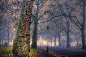 parks, Trunk, Tree, Street, Lights, Trees, Hdr, Nature