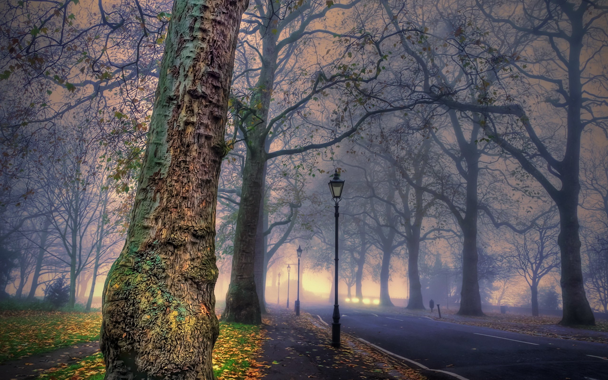 parks, Trunk, Tree, Street, Lights, Trees, Hdr, Nature Wallpaper