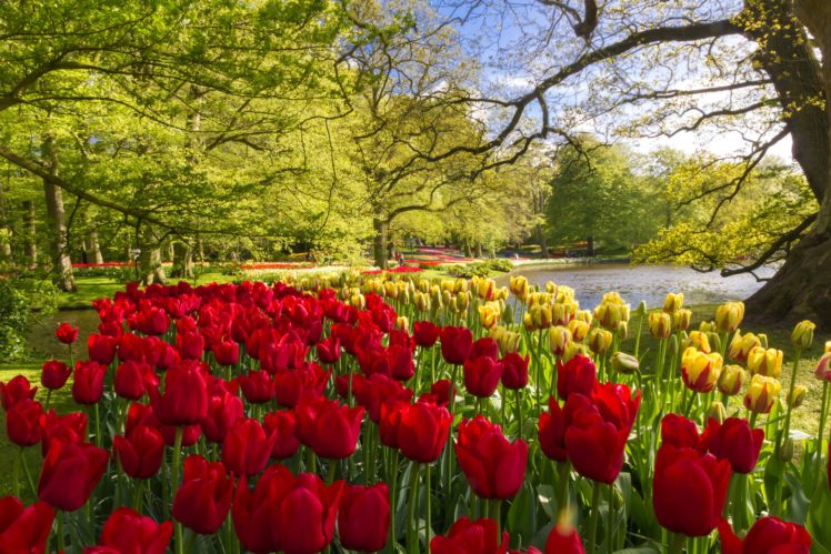 netherlands, Parks, Tulips, Keukenhof, Nature, Flowers HD Wallpaper Desktop Background