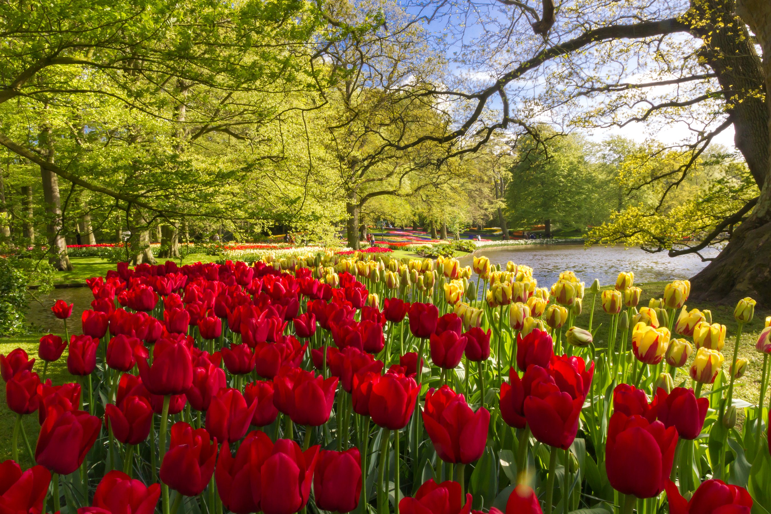 netherlands, Parks, Tulips, Keukenhof, Nature, Flowers Wallpaper
