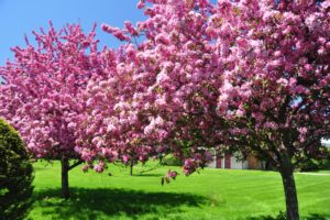 spring, Flowering, Trees, Lawn, Nature
