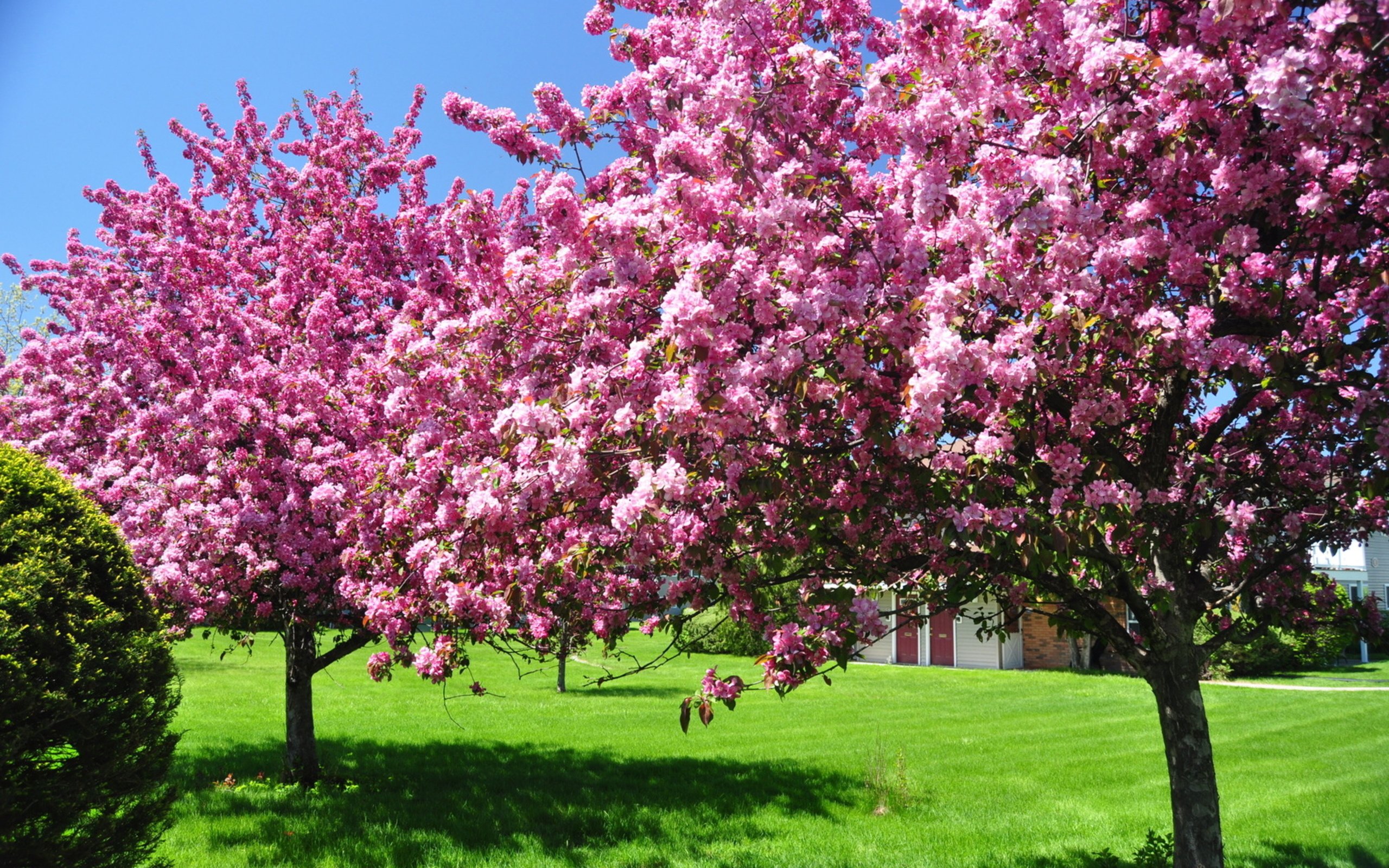 spring, Flowering, Trees, Lawn, Nature Wallpaper