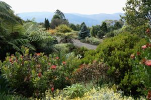 australia, Gardens, Shrubs, Australian, Botanic, Gardens, Nature