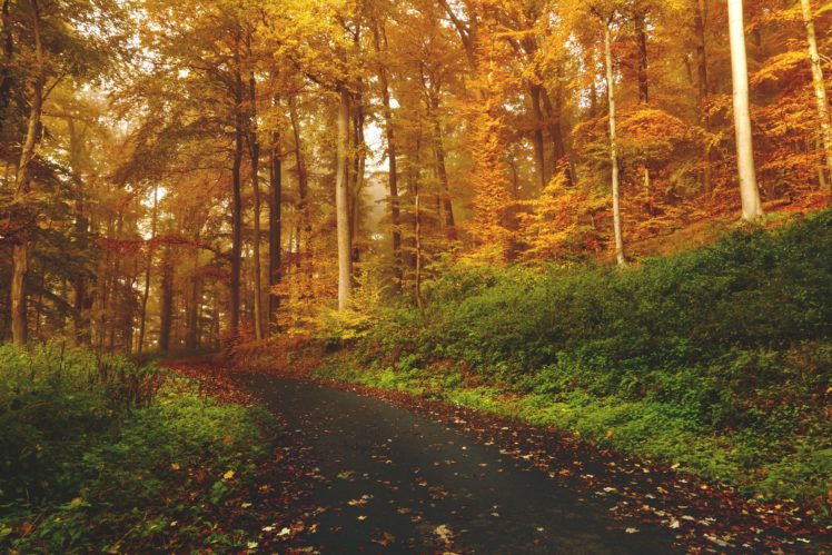 forests, Roads, Nature HD Wallpaper Desktop Background