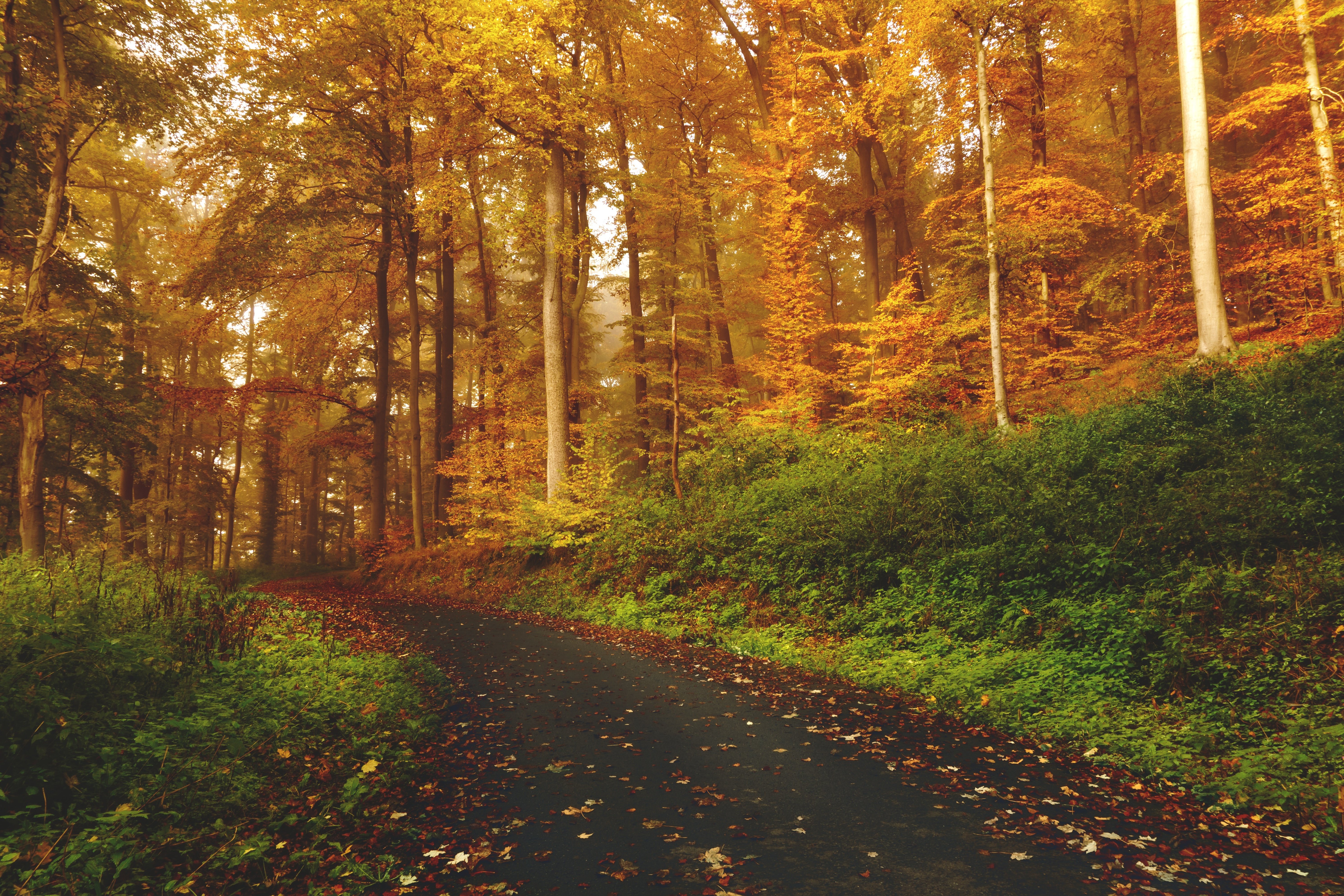 forests, Roads, Nature Wallpaper