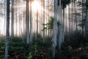 forests, Trees, Rays, Of, Light, Trunk, Tree, Nature