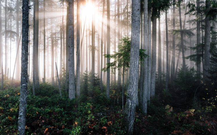 forests, Trees, Rays, Of, Light, Trunk, Tree, Nature HD Wallpaper Desktop Background