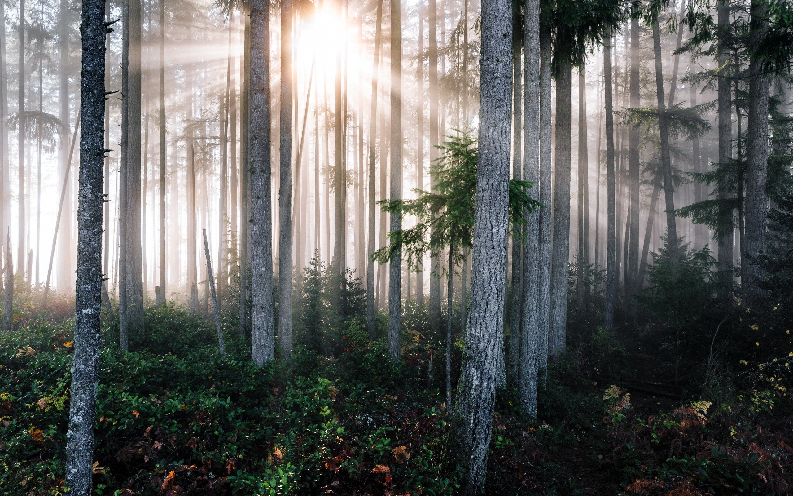 forests, Trees, Rays, Of, Light, Trunk, Tree, Nature Wallpaper