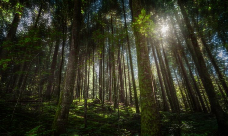 forests, Trees, Nature HD Wallpaper Desktop Background
