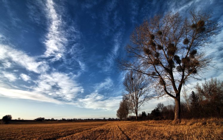 sky, Fields, Trees, Nature HD Wallpaper Desktop Background