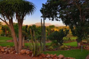 south, Africa, Parks, Cactuses, Trees, South, African, National, Park, Nature