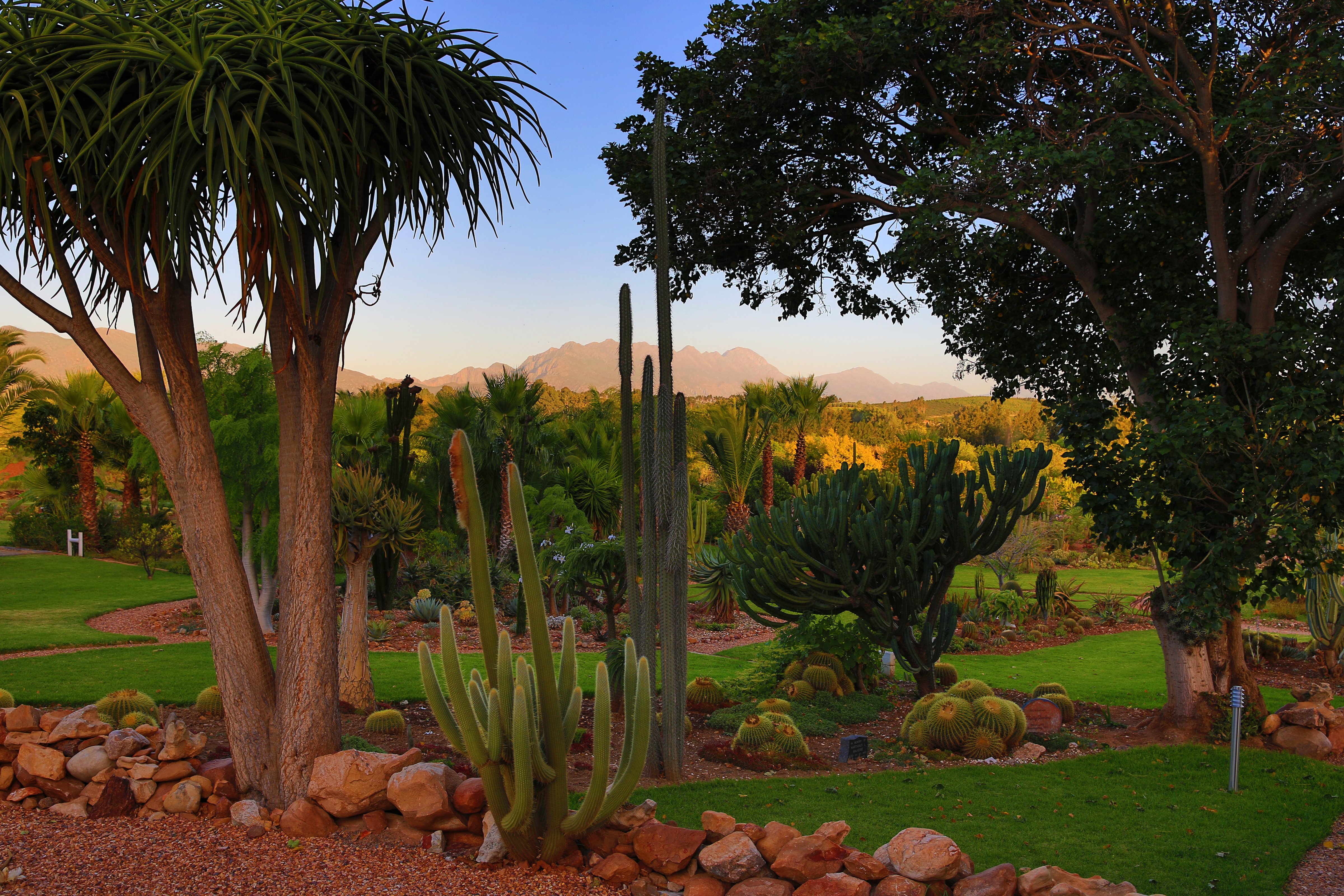 south, Africa, Parks, Cactuses, Trees, South, African, National, Park, Nature Wallpaper
