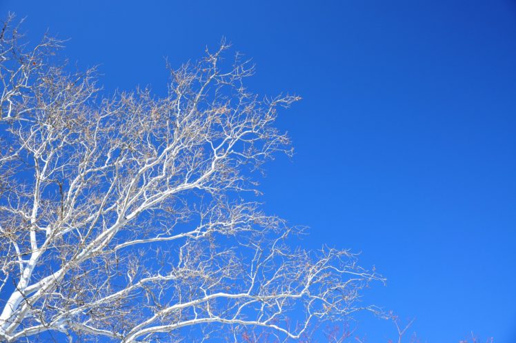 sky, Branches, Nature HD Wallpaper Desktop Background
