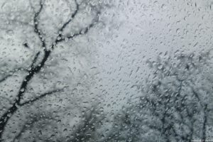 trees, Rain, Window, Panes, Rain, On, Glass