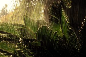 rain, Falling, Palm, Leaves
