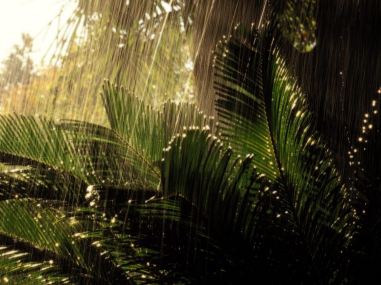 rain, Falling, Palm, Leaves HD Wallpaper Desktop Background