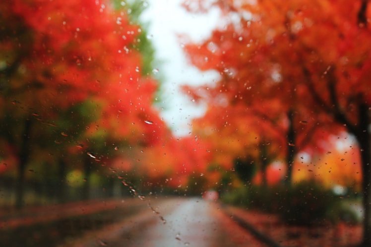 nature, Trees, Rain, Leaves, Window, Panes, Autumn HD Wallpaper Desktop Background