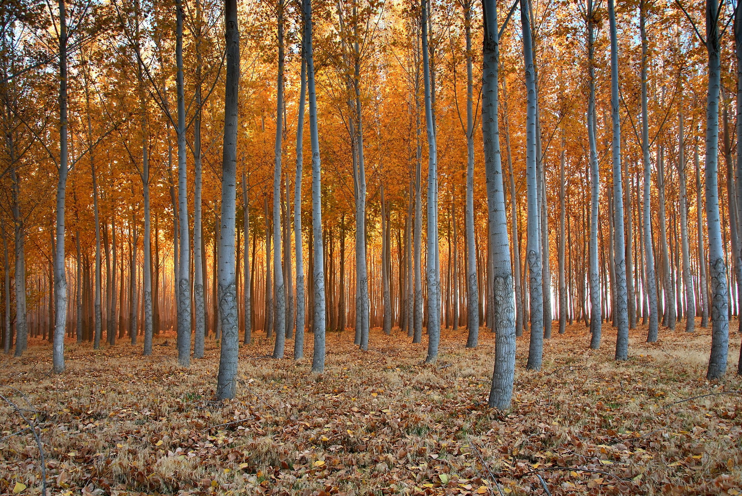 forests, Autumn, Trees, Nature Wallpaper