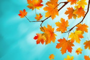 autumn, Foliage, Maple, Branches, Nature