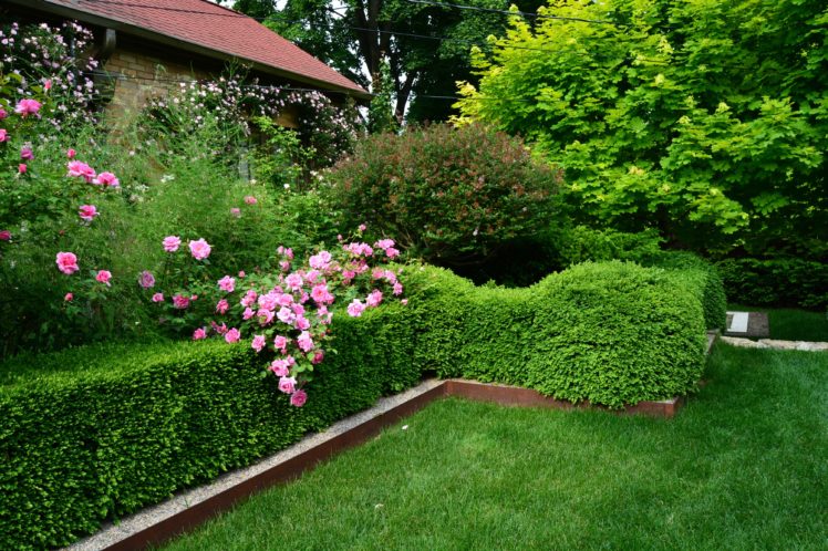 gardens, Roses, Lawn, Shrubs, Nature HD Wallpaper Desktop Background