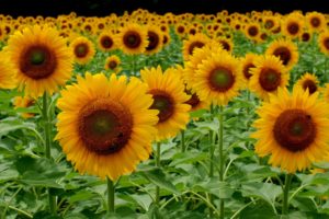 sunflowers, Fields, Nature