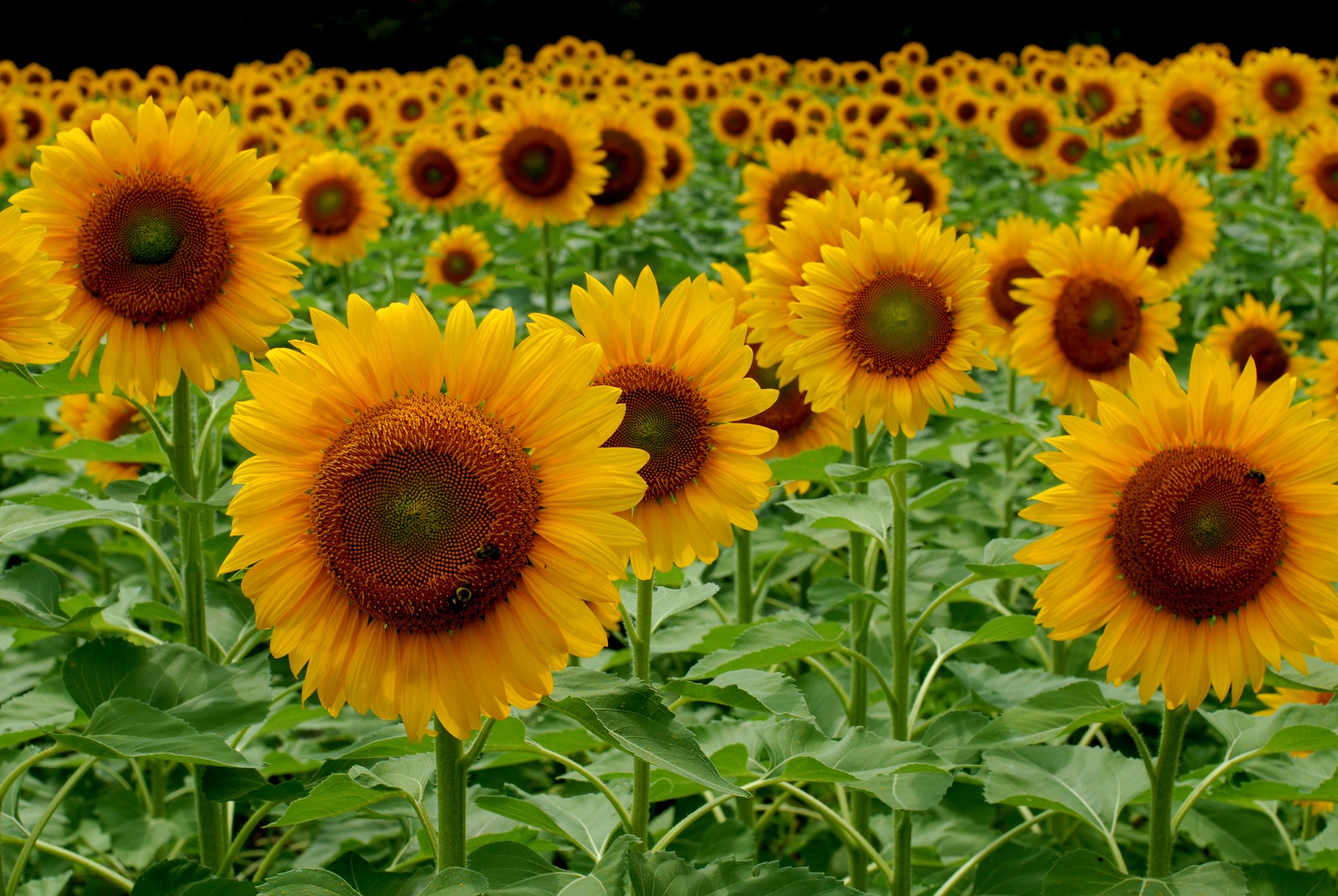 sunflowers, Fields, Nature Wallpaper