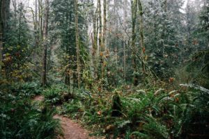 usa, Forests, Washington, Trees, Shrubs, Nature