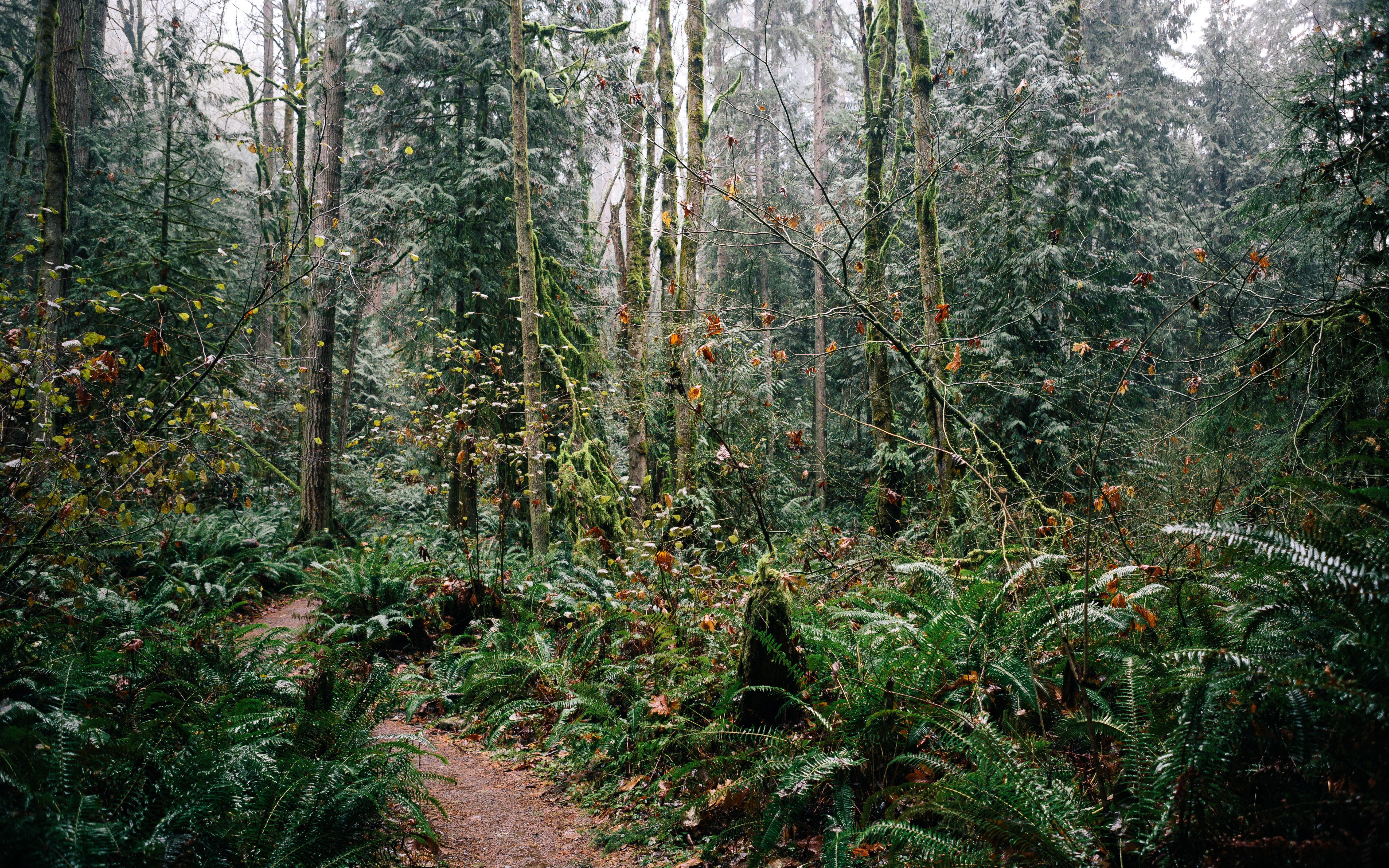 usa, Forests, Washington, Trees, Shrubs, Nature Wallpaper