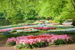netherlands, Parks, Tulips, Keukenhof, Gardens, Nature