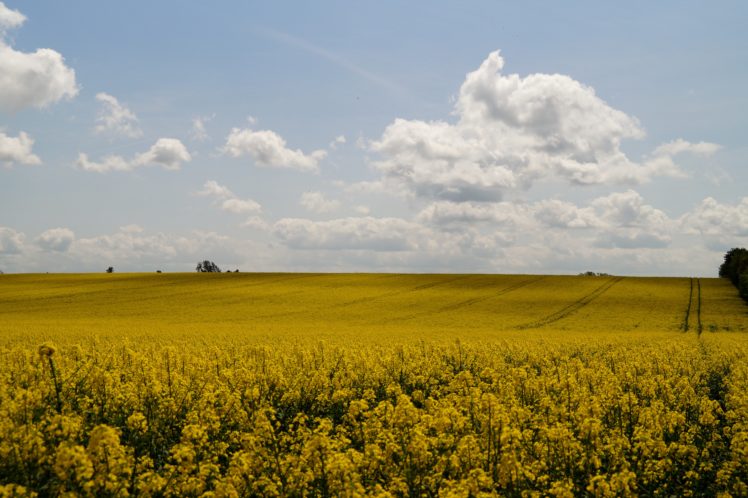 scenery, Fields, Rapeseed, Sky, Nature HD Wallpaper Desktop Background