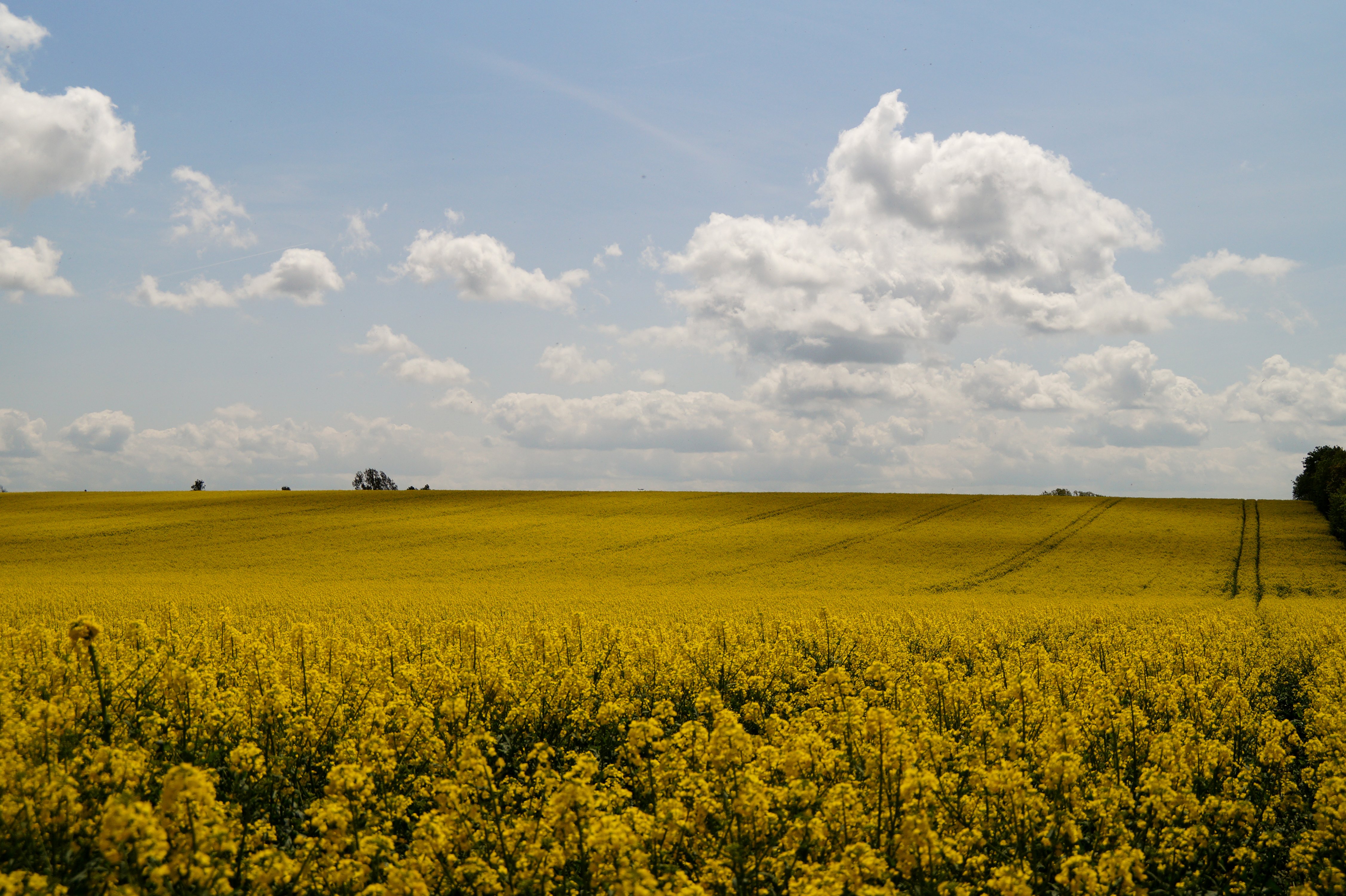 scenery, Fields, Rapeseed, Sky, Nature Wallpaper