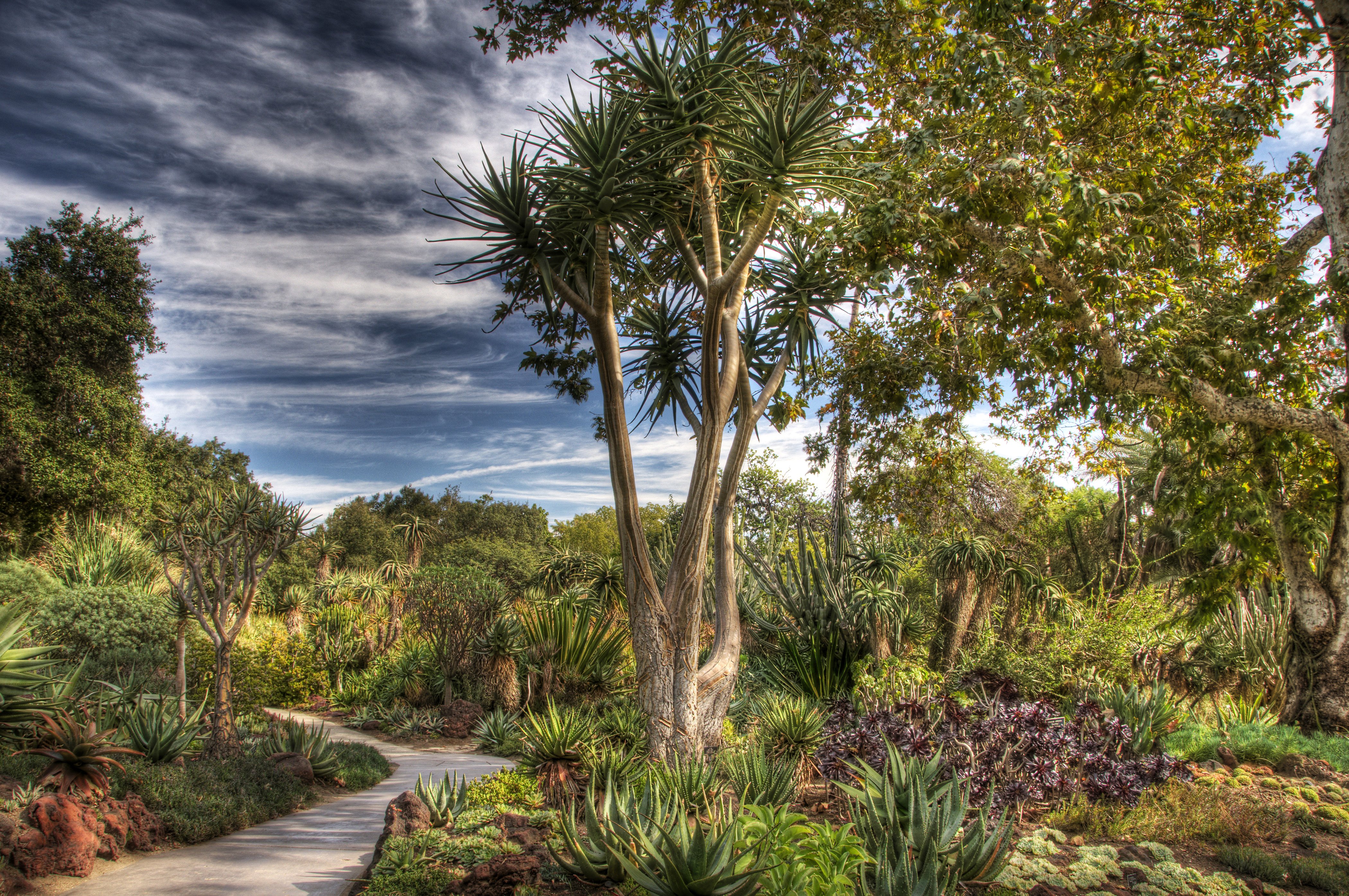usa, Gardens, Trees, Shrubs, Hdr, Huntington, Botanical, Gardens, San, Marino, Nature Wallpaper