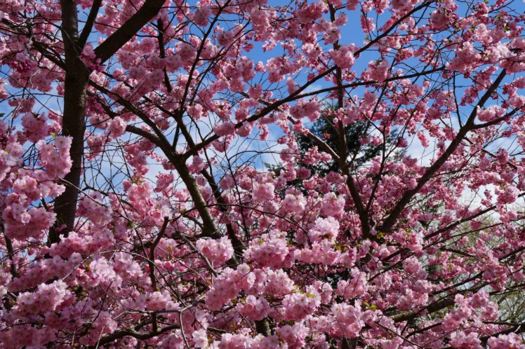 flowering, Trees, Closeup, Branches, Nature HD Wallpaper Desktop Background