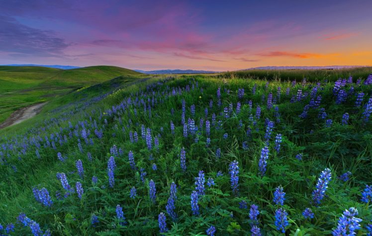 field, Flowers, Sunset HD Wallpaper Desktop Background