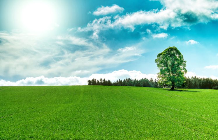 field, Sky, Trees, Landscape, Nature HD Wallpaper Desktop Background