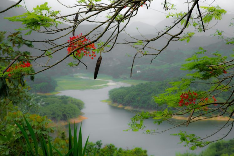 puerto, Rico, An, Island, Mountain, River, Tree, Branch, Flowers, Fog HD Wallpaper Desktop Background