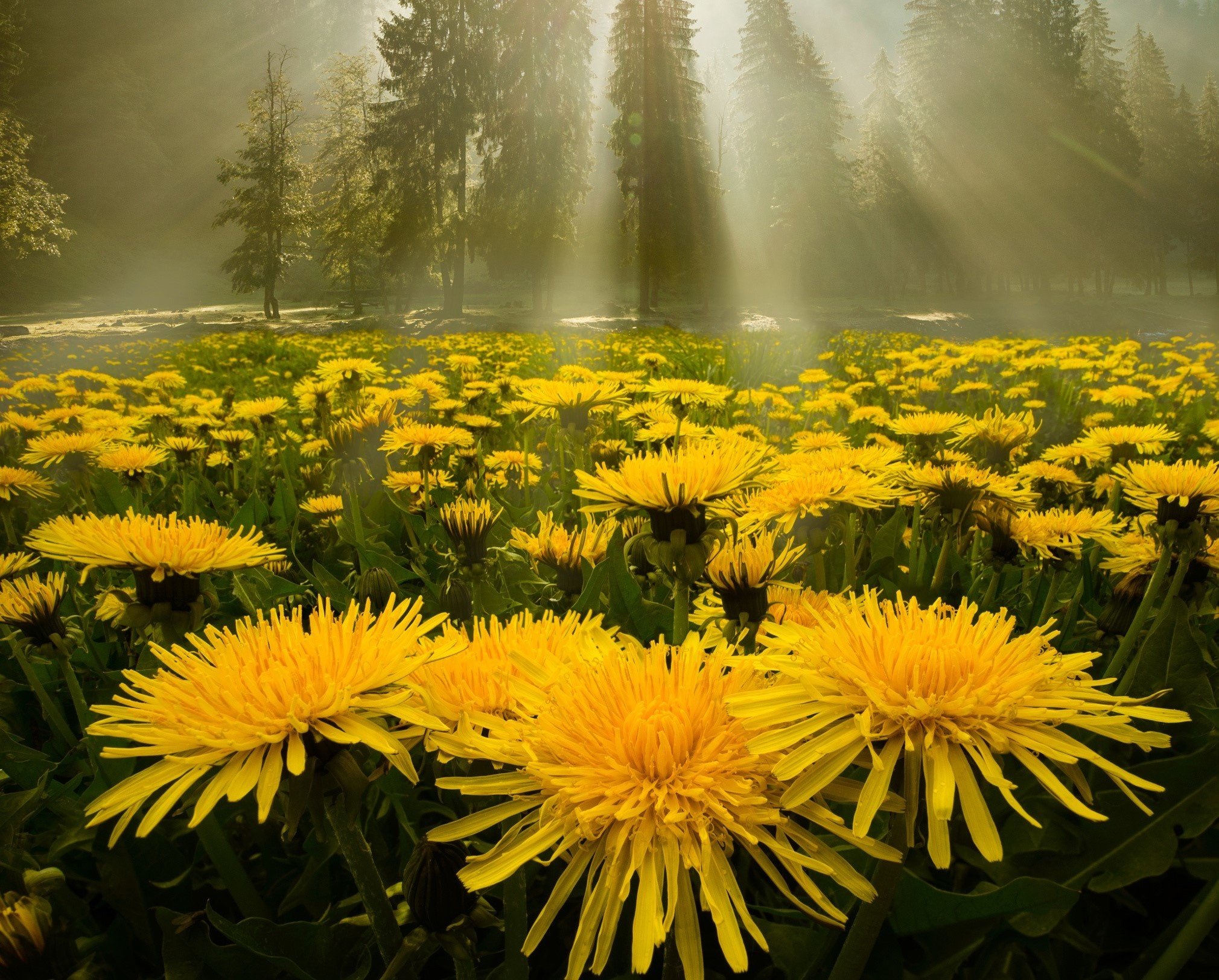 dandelion, Meadow, Forest, Rays Wallpaper