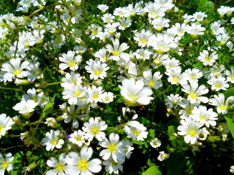 arth, Flower, Nature, Plant HD Wallpaper Desktop Background