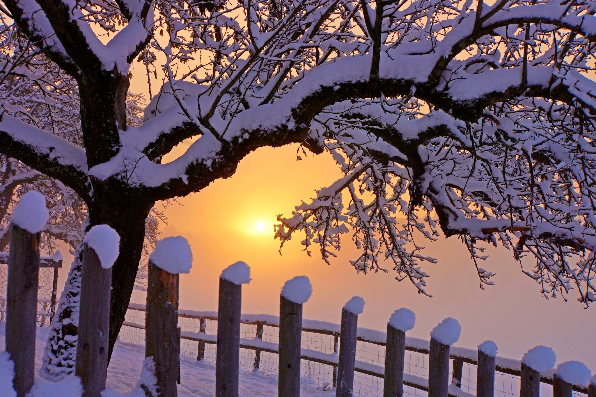 beauty, Christmas, Cover, Dawn, Fence, Ice, Landscape, Nature, Photo, Pure, Snow, Sun, Sunlight, Sunrise, Tree, Trees, Winter, Wooden, Fence Wallpaper