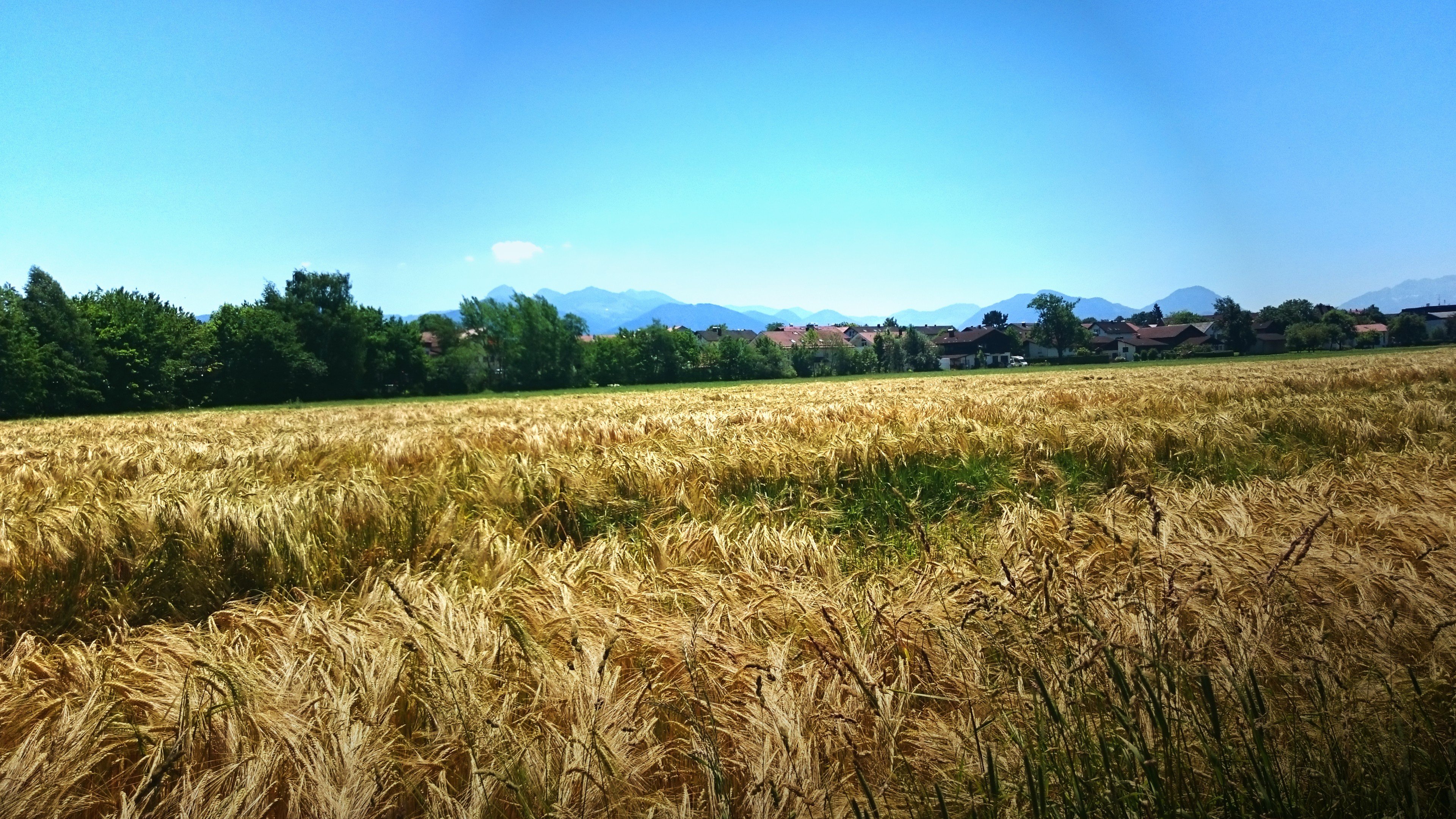 campo, Trigo, Naturaleza Wallpaper